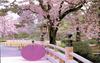 A Trip to Japan Sakura Garden