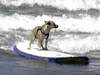 dog surfing lesson