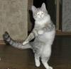 cat dancing classes