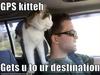 GPS Cat