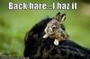 Back Hare