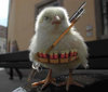 Rambo Chick