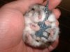 M16 Dwarf Hamster