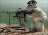 Defence Squirrel