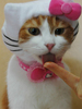 hello kitty-cat outfit