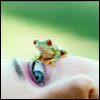 a Tree Frog (Good For Your Skin)