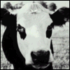 a Cow