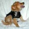 dog leather jacket