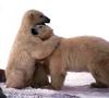 a Bear hug!