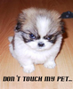 Don´t touch my pet