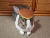 A bunny with a pancake