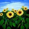 Sunflowers ;)