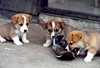 3 Welsh Corgis