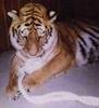 REAL tiger to protect your pets