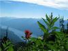 indian paintbrush