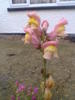 Snap Dragon Flowers