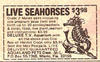real live (authentic!) seahorses