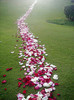 a path of roses