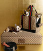 Gucci pet set