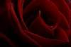 Dark Red Rose