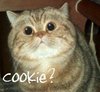 Cookie Face Kitty