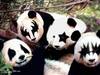 pandas of rock