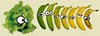 The Evolution Lettuce-banana