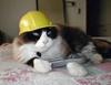 Construction Kitty