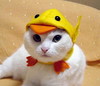 Duck Hat Cat