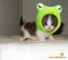 Frog Hat Kitten