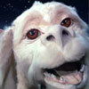 fly with falkor