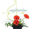 Flowers for Sagittarius