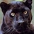 Blackpanther 