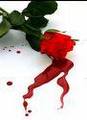 Bleeding Rose